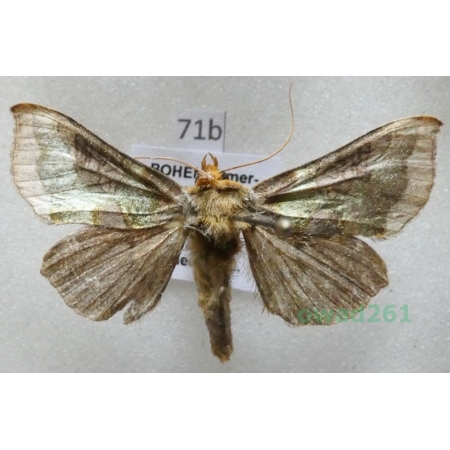 Diachrysia chrysitis (Linnaeus, 1758) Czech71b